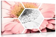 Tablou gerbera în hexagon