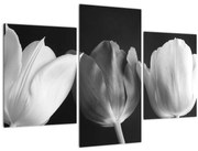 Tablou - Lalele alb negre (90x60 cm)