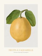 Reproducere Lemon (Watercolour Kitchen Fruit)