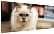 Tablou cu pisica albăr (120x50 cm)
