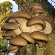 Răsaduri pentru ciuperci - ciuperci de stridii