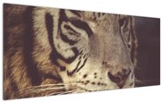 Tablou cu tigrul (120x50 cm)