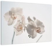 Tablou cu orhidee albă (70x50 cm)