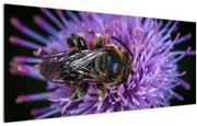 Tablou cu albina pe floare (120x50 cm)