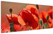 Tablou cu flori de maci (120x50 cm)