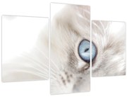 Tablou - Pisica cu ochi albaștri (90x60 cm)