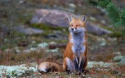 Fotografie Fox Zen - Algonquin Park, Jim Cumming