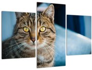 Tablou - Pisica domestică (90x60 cm)