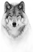 Fotografie Portrait of a Timber Wolf, Jim Cumming