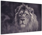 Tablou cu leu (90x60 cm)