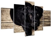 Tablou cu cățeluș negru (150x105 cm)