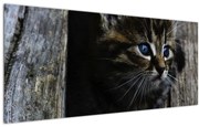 Tablou cu pisicuța (120x50 cm)