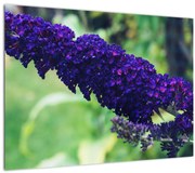 Tablou cu floare albastră (70x50 cm)