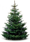 Brad natural de Craciun nordmann Premium 200-225 cm