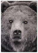 Covor  Kolibri Urs 11365 Selectează mărime: 160 X 230