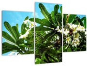 Tablou - Plumeria (90x60 cm)