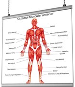 Plansa Sistem Muscular Anterior cu sistem de prindere