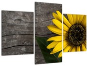 Tablou - Floare de floarea soarelui (90x60 cm)