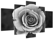 Tablou - Trandafir (150x105 cm)