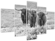 Tablou - Vaci scoțiene,alb-negru (150x105 cm)