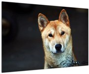 Tablou cu câine (90x60 cm)
