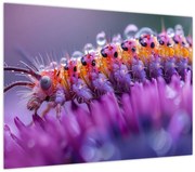Tablou - Caterpillar (70x50 cm)