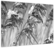 Tablou - Tei,alb-negru (70x50 cm)