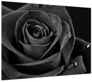 Tablou pe sticlă - Trandafir roșu aprins (70x50 cm)