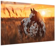 Tablou - Cal la Apus (90x60 cm)