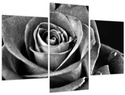 Tablou - Trandafir,alb-negru (90x60 cm)