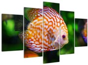 Tablou cu pește (150x105 cm)