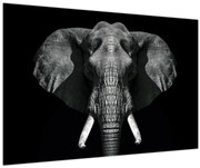 Tablou - Elefant pe fundal negru (90x60 cm)