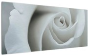 Tablou - Trandafirul alb (120x50 cm)