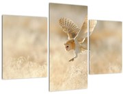 Tablou - Bufnița roșie (90x60 cm)