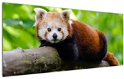 Tablou cu panda roșie (120x50 cm), în 40 de alte dimensiuni noi