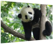 Tablou - Panda in copac (90x60 cm)