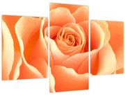Tablou - Imaginea- Trandafiri, culoarea caisei (90x60 cm)