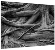 Tablou - Rădăcinile copacului (70x50 cm)