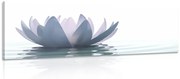 Tablou floare de lotus