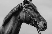 Fotografie Pferd Warmblut Sportpferd Portrait angeschnitten künstlerisch, Tabitha Arn