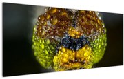 Tablou detailat cu ochii de omidă (120x50 cm)