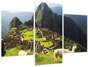 Tablou - Lame in Machu Picchu (90x60 cm)