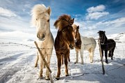 Fotografie Icelandic Hair Style, Mike Leske