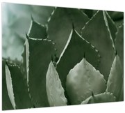 Tablou pe sticlă - Agave verde (70x50 cm)