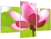 Tablou cu flori de lotus (90x60 cm)