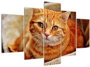 Tablou - Pisica tolenită (150x105 cm)