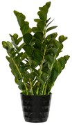 Planta artificială realistă Zamiokulkas - Ghivece de ceramică