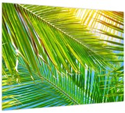 Tablou - Frunze de palmier (70x50 cm)