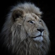 Fotografie Proud Lion, Louise	Wolbers