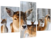 Tablou - Cerbi (90x60 cm)